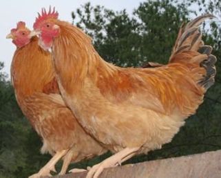 江苏鸡事件持续发酵，坦言相信总冠军不会是梦的简单介绍